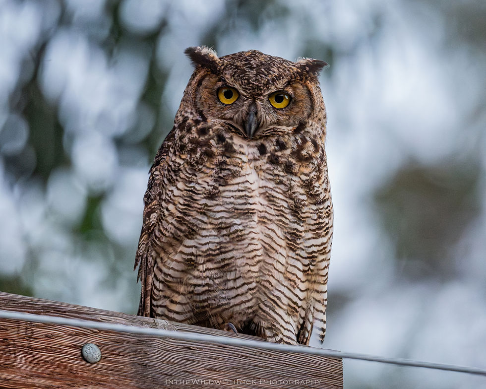 One of my last pictures of the last Juvenile Great Horned Owl - almost looks like an adult at this age of around 6 months old.