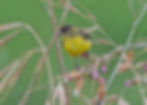 Lesser Goldfinch