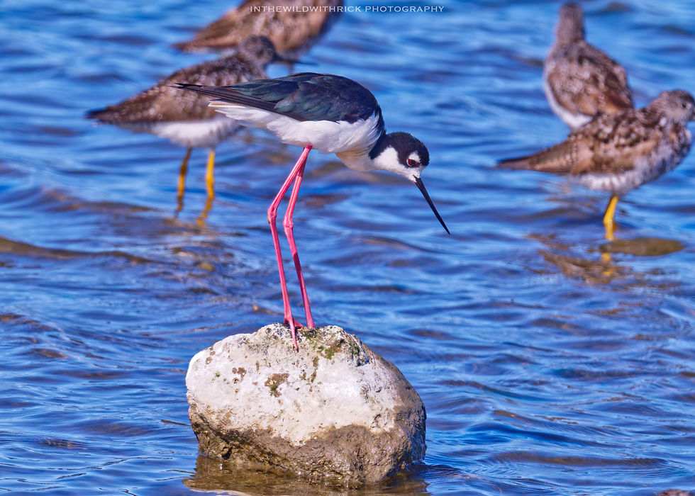 Black-necked Stilt with a group of Greater Yellow Legs
