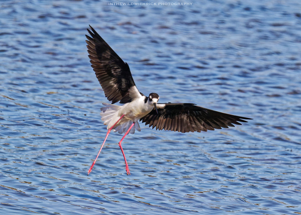 Black-necked Stilt