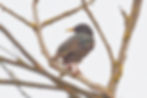 European Starling