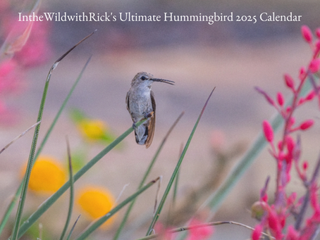 Ultimate Hummingbird 2025 Calendar