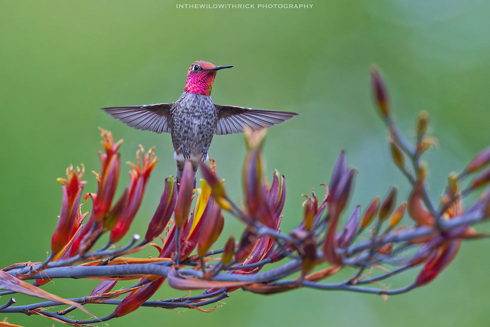 Male Anna's Hummer feeding on some New Zealand Flax blooms aka Phormium Tenax at the Gamble Garden in Palo Alto, CA on July 19, 2026
