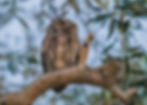 Thumbnail: 2026 Calendar: Owls of the San Francisco Bay Area