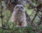 Thumbnail: 2026 Calendar: Owls of the San Francisco Bay Area