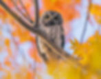 Thumbnail: 2026 Calendar: Owls of the San Francisco Bay Area