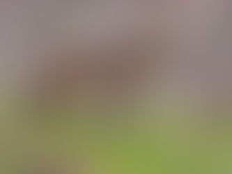 December 26, 2024: Owl Tour No. 56