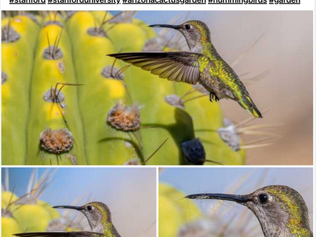 January 2022: Nextdoor App and my Bird Photography