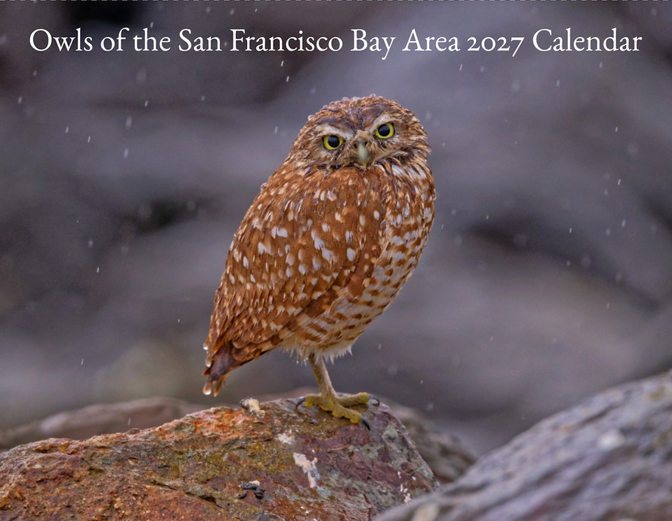 Cover: Burrowing Owl in the rain in January 2026.