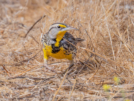 October 25, 2025: Bird Tour No. 23