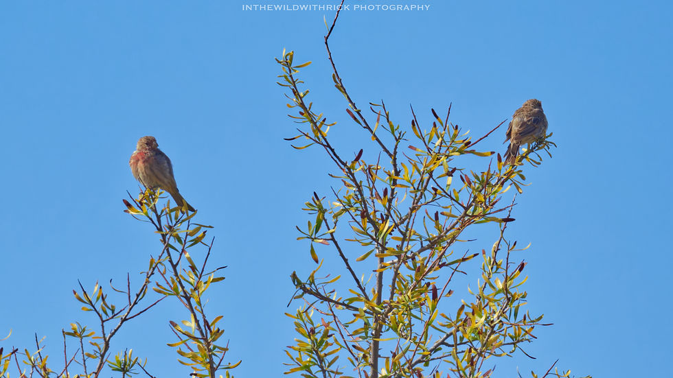 House finches hanging out