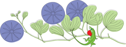 Railroad vine and green anole