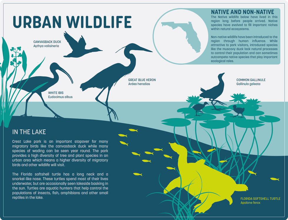 Urban Wildlife
