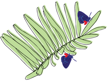 Coontie Atala Graphic_4x.png