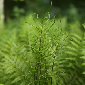 Florida Landscapes and Flora