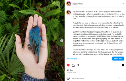 Window Strikes Prevention