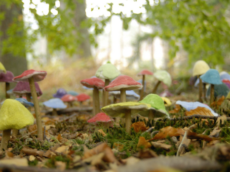 Connecting Creativity, Learning and Nature