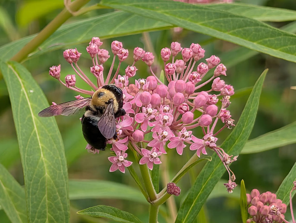 oak barrens habitat at Huntington Beach along Lake Erie in Ohio. Swamp milkweed blooming