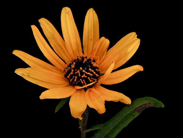 Helianthus angustifolius L. 2, Swamp Sunflower, Howard County, Md, Helen Lowe Metzman_2019