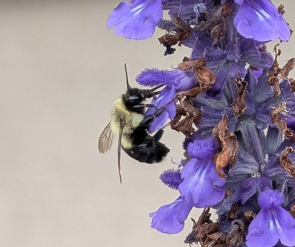 Worker of Bombus impatiens visiting flowers of Salvia sp. in Avon Lake, Ohio.jpg