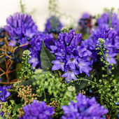 Strauß des Monats Januar