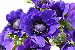 Anemone