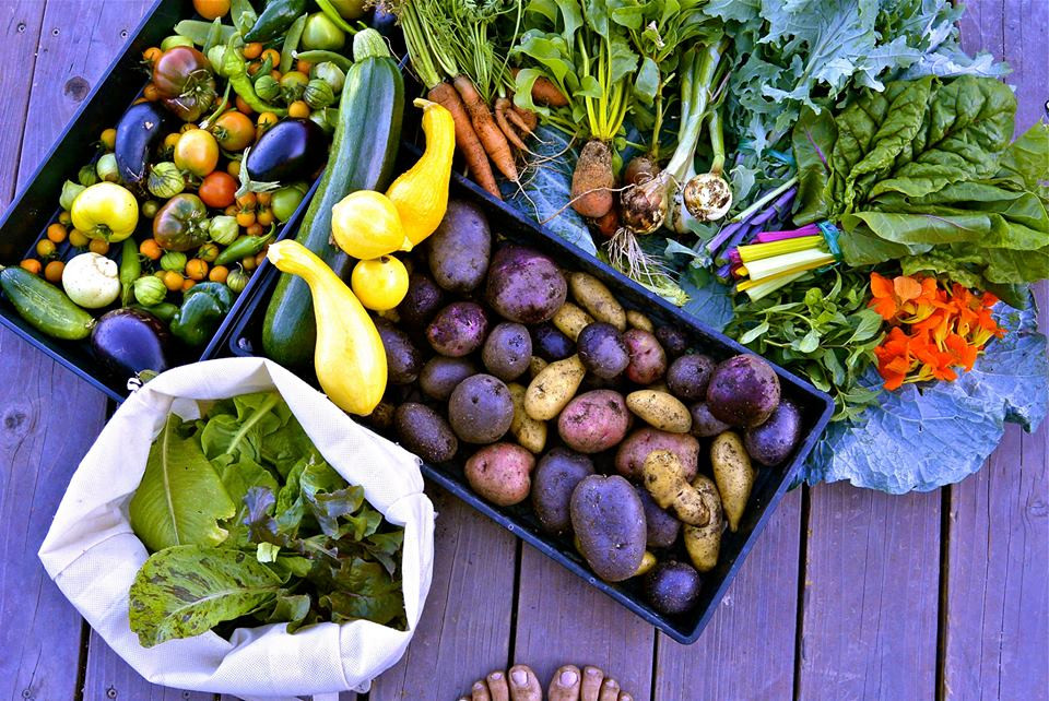 FRUITDALE FARM