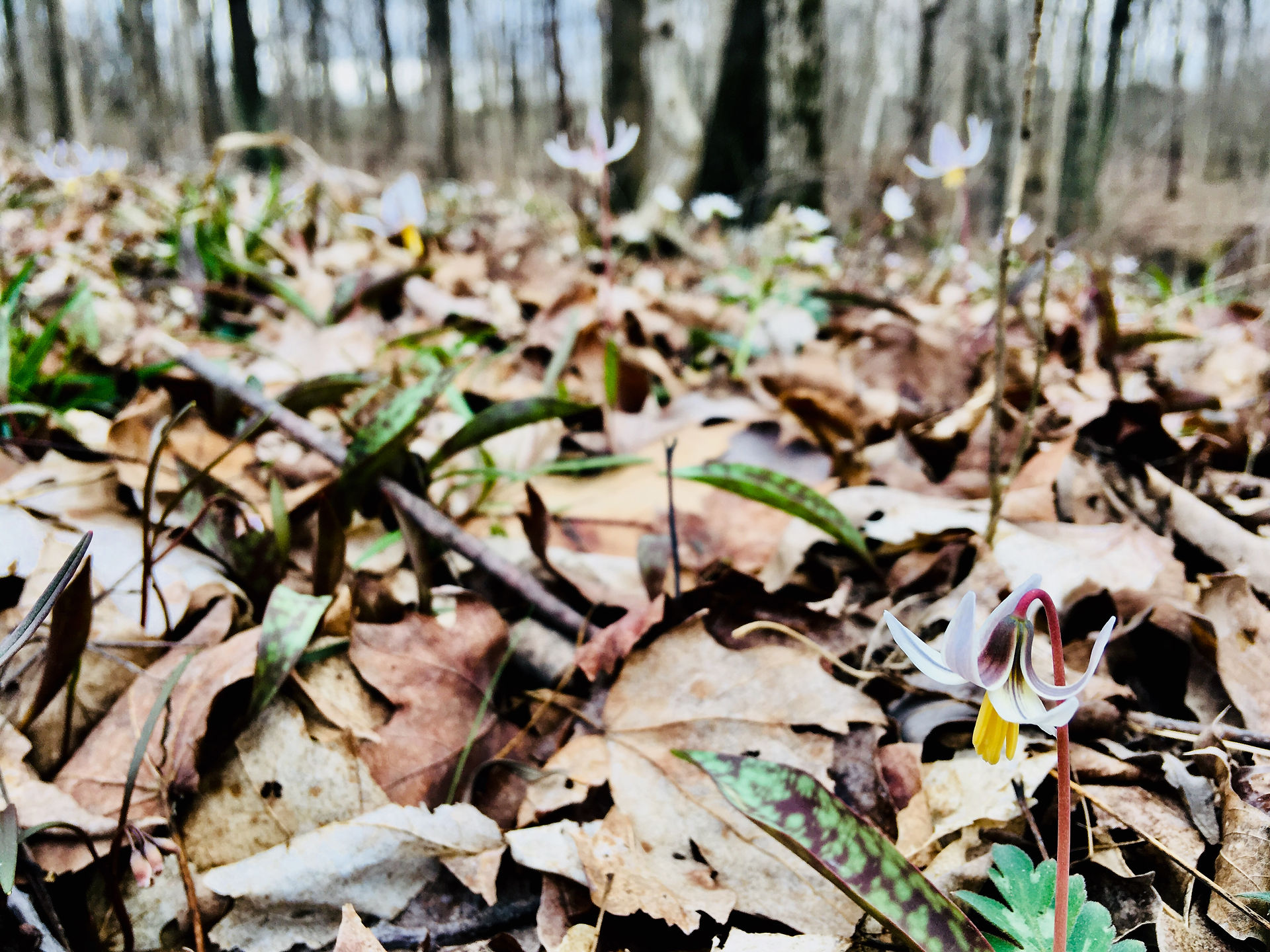 blanket of trout lilies
