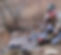 AZCoues20128-Copy_edited.jpg
