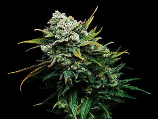 Marijuana Decriminalization Officially Takes Effect In New Mexico