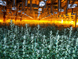 Q&A with a Cannabis Grower