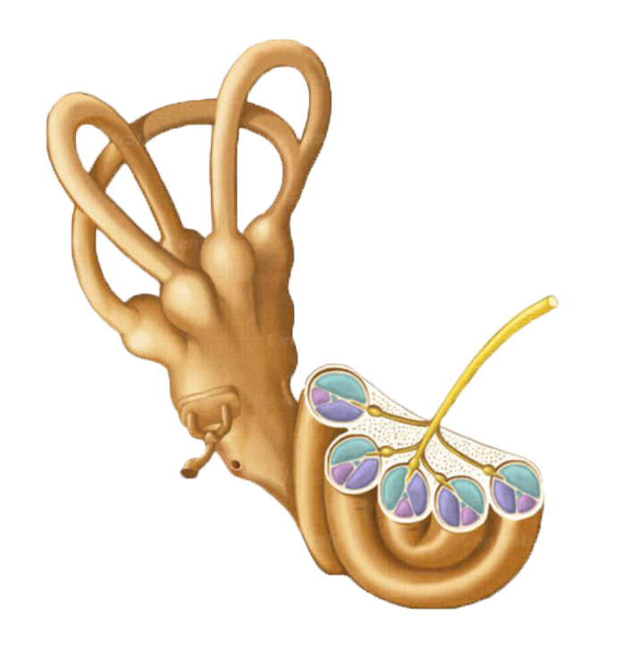 Structures of the ear and hearing