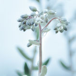 Les fleurs bleues et les gouttes