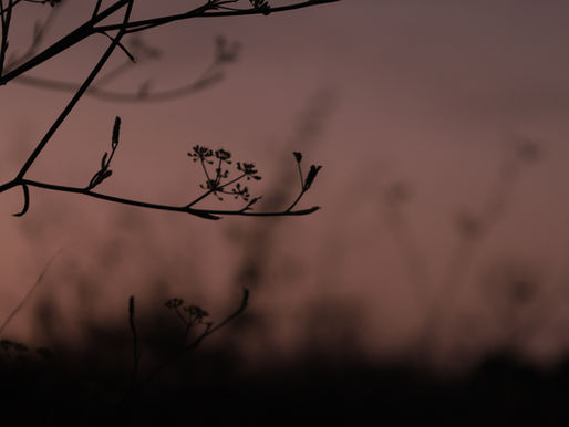 Raquel Lanseros, poesía de la totalidad