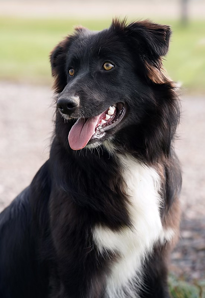 Black Tri female aussie available near Denver