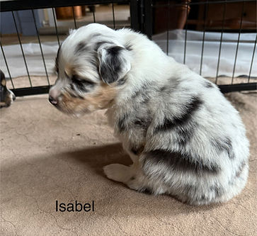 Aussie puppies for Sale in Colorado Springs and Denver