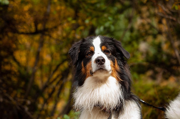 Black tri puppy