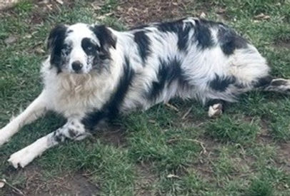 Adult female blue merle aussie available