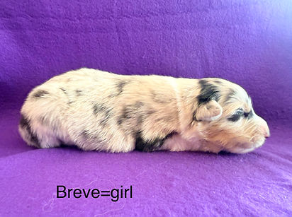 Aussie puppies for sale in Colorado