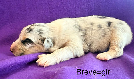 Aussie puppies for sale in Colorado