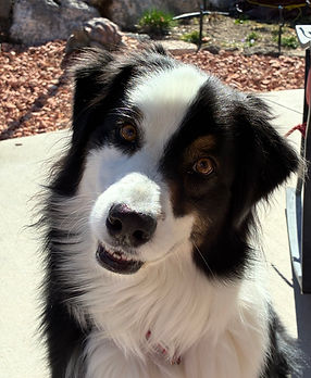 Black Tri aussie living his best life.