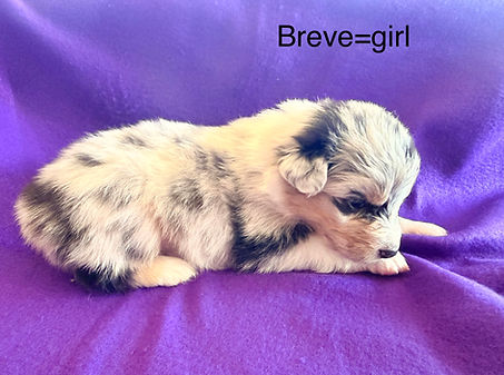 Aussie puppies for sale in Colorado