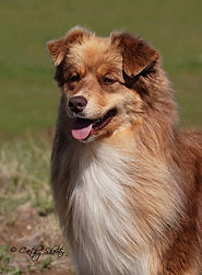 Ellie Showing in Denver