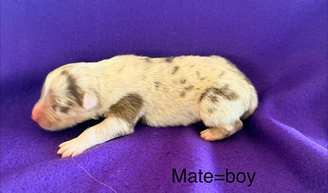 Merle puppies for Sale in colorado Springs and Denver Area