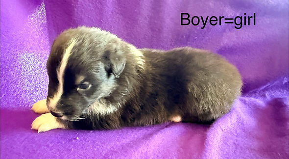 Aussie puppies for sale in Colorado