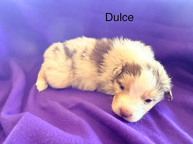 Aussie puppies for sale in Colorado