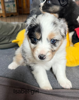 Aussie pet puppies for sale in Denver and Colorado Springs
