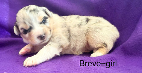 available in Colorado springs and Denver