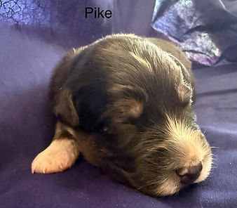 aussie puppies for sale in denver and colorado Springs area