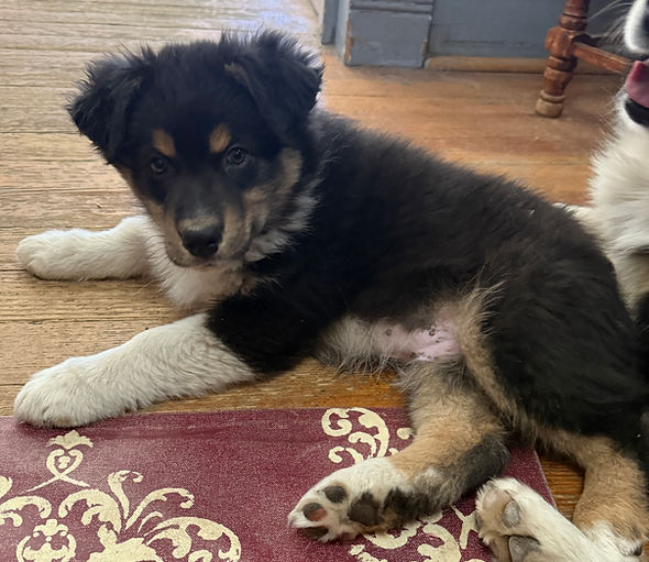 Black tri aussie puppy available in Colorado Springs and Denver area